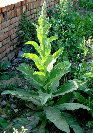  Plant
